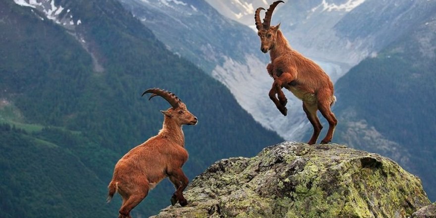 Erzincan’da nesli tükenen iki dağ keçisi avlandı