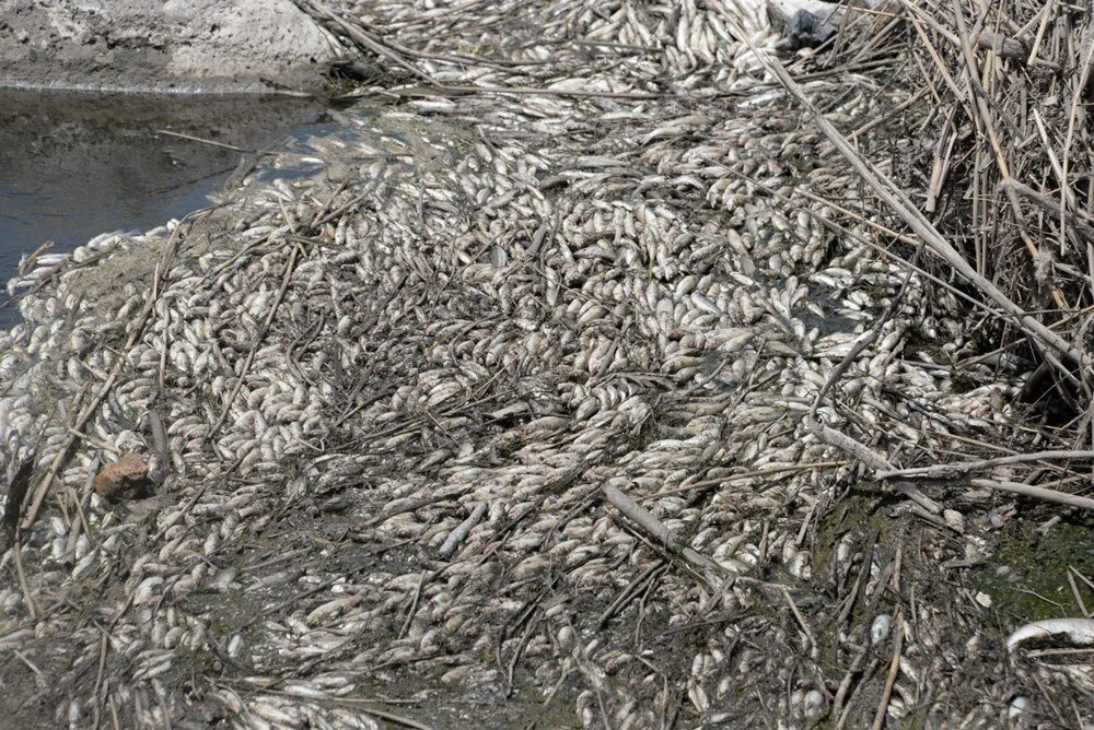 Dicle Nehri'nde balık ölümlerine inceleme