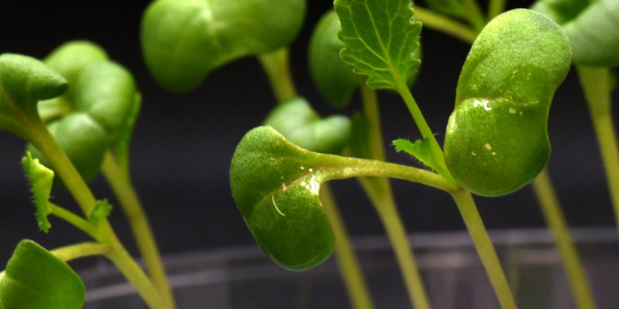 Bilim insanları tamamen karanlıkta bitki yetiştirmenin yolunu buldu