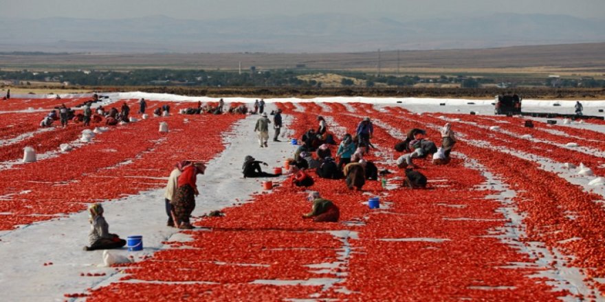 Karacadağ’lı domates üreticilerinden çağrı; ‘Diyarbakır’a tesis kurulsun’