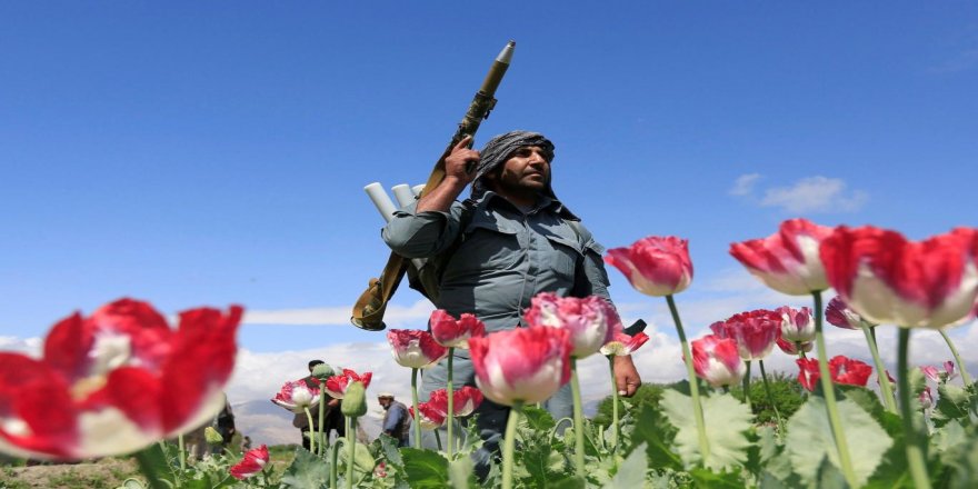 Telegraph, Taliban'ın afyon yasağını inceledi: "Tarihin en başarılı narkotikle mücadele çalışması"