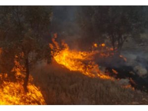 Mardin'de orman yangını