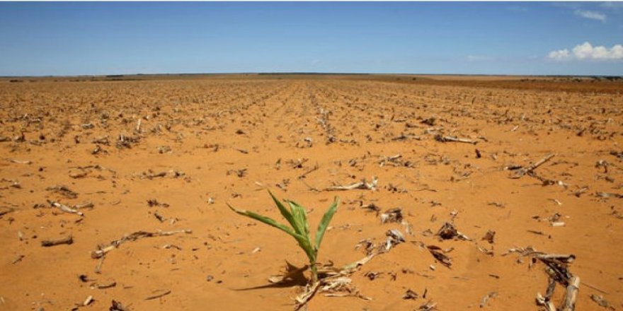 Antibiyotik direnci çöllere kadar yayıldı