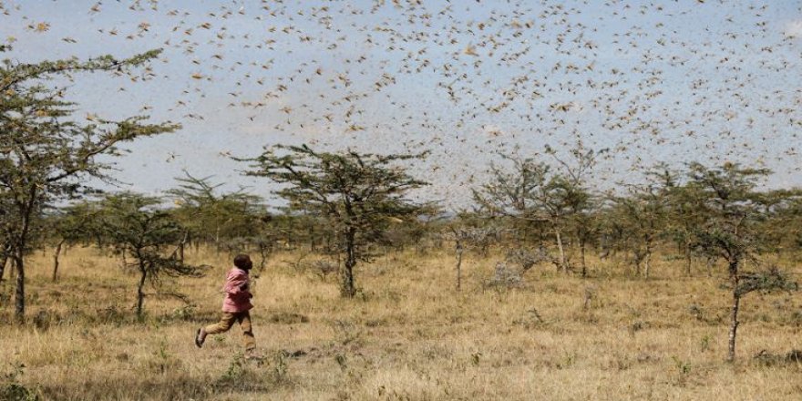 Ziraat Mühendisleri Odası: Çöl çekirgeleri koronadan tehlikeli