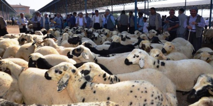 Kürt illerinin en büyük hayvan pazarı kapatıldı
