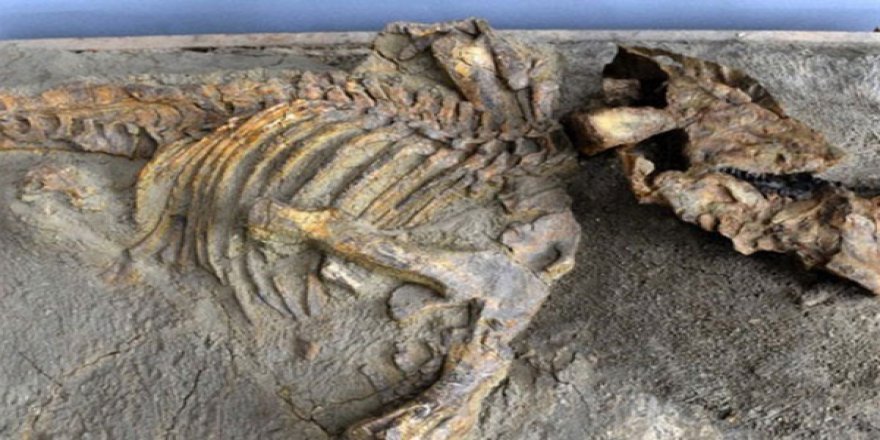 67 milyon yıllık bir dinozor fosili bulundu
