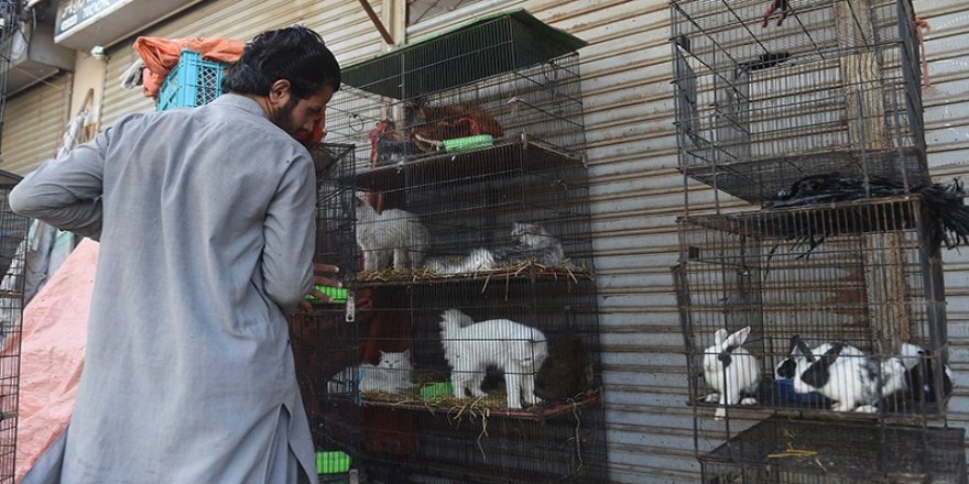 Pakistan'da pet şopta terk edilen yüzlerce hayvan açlıktan öldü