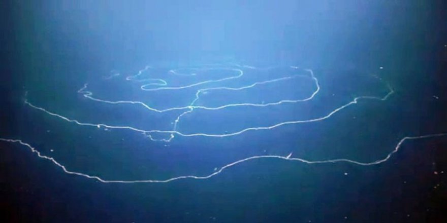 Hint Okyanusu'nda 50 metre uzunluğunda canlı bulundu
