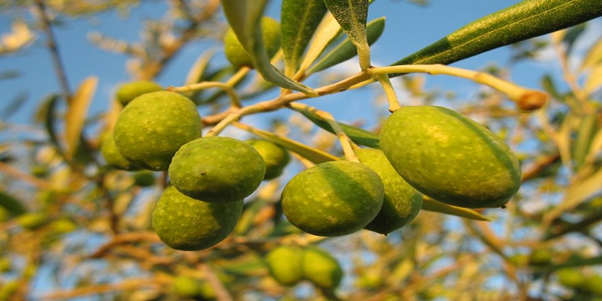 Avrupa'da şimdi de bakteri salgını: 'Zeytin cüzzamı' milyonlarca zeytin ağacını öldürebilir