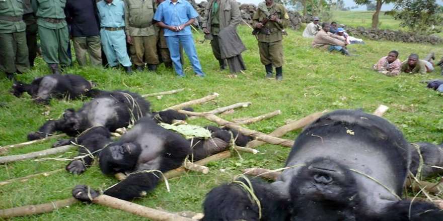 Rwanda'da Gorilleri Koruyan 12 Korucu ve 5 Sivil Hayatını Kaybetti!