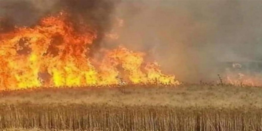 Rojava Kürdistanı’nda bu yıl 120 bin dönüm arazi yakıldı