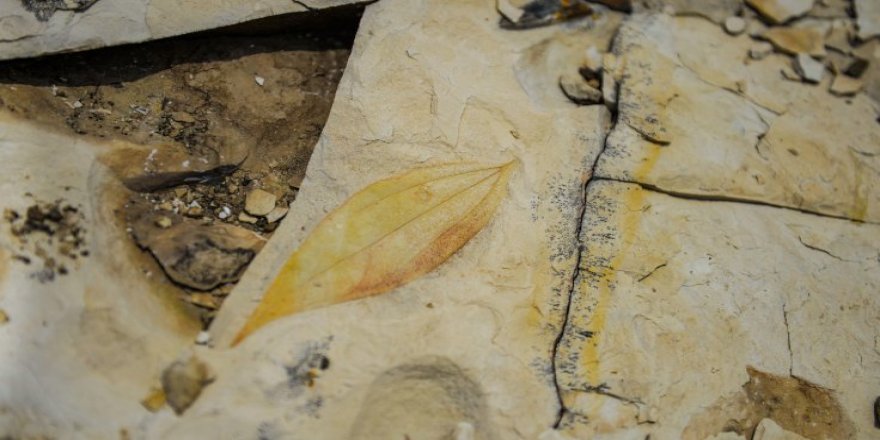 Palmiye fosilleri bulundu: Iğdır'ın denize kıyısı varmış