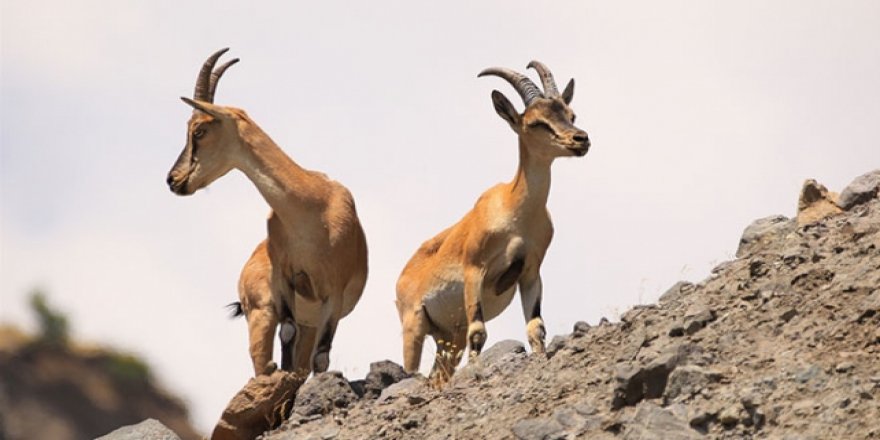 Bingöl'de 7 çengel boynuzlu dağ keçisi ve 7 yaban keçisi için katliam ihalesi