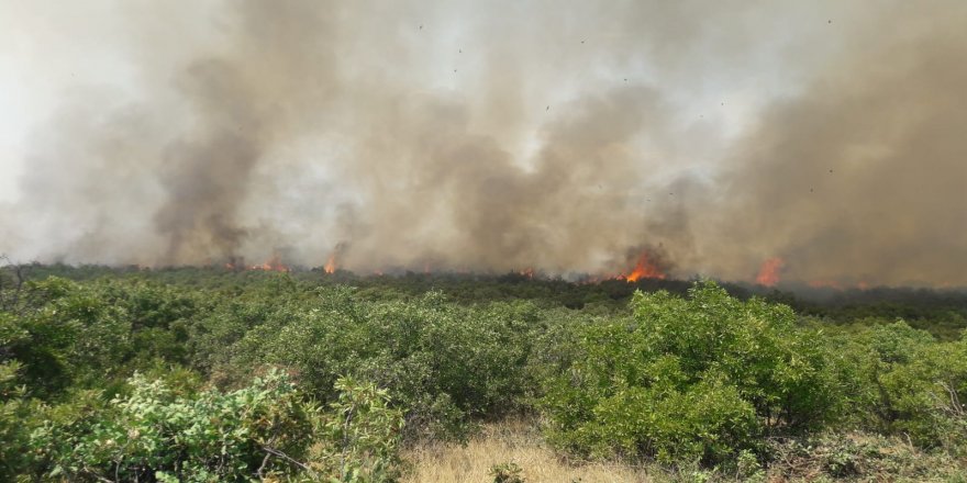 Karakoçan'da Orman Yangını