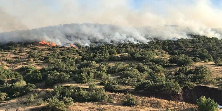 Elazığ’da orman yangını: 200 dekar alan yandı