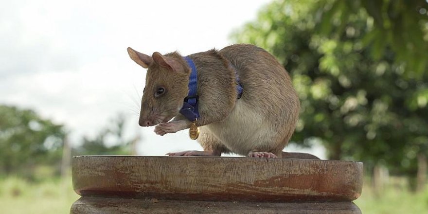 İngiltere'den, mayın bulmakla görevli 'kahraman fareye' cesaret madalyası
