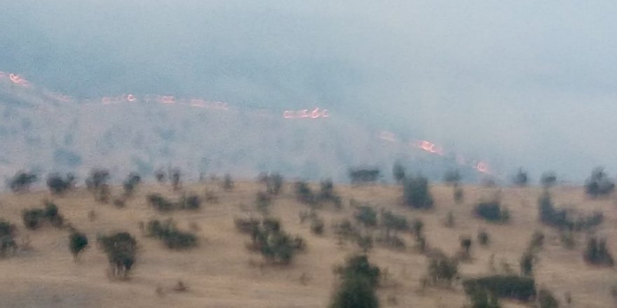 Besta'da 3 aydır süren yangınlarda 21 bölge küle döndü