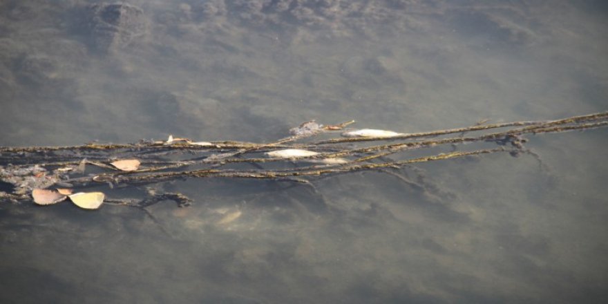 Baraj kapağı kapatılınca binlerce balık öldü