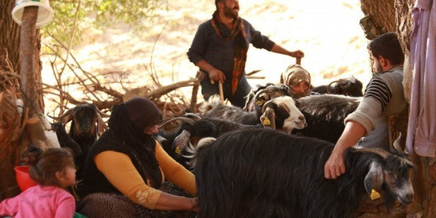 Koçerler yayladan indi