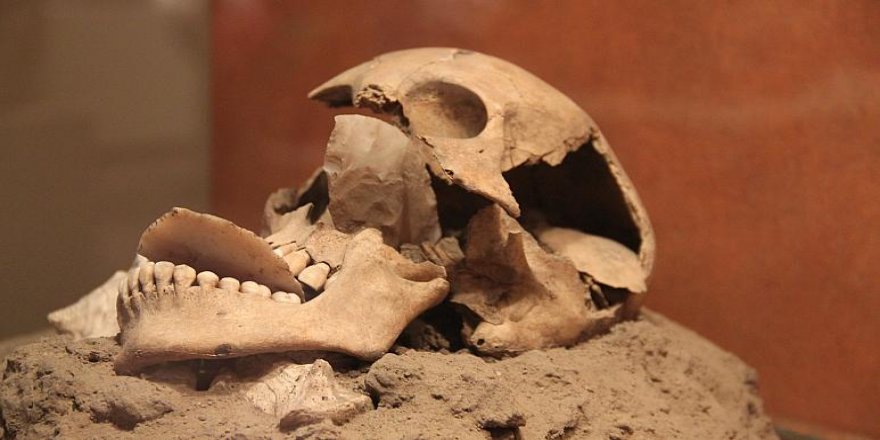 Güney Afrika'da 2 milyon yaşında olduğu tespit edilen insan kafatası fosili bulundu