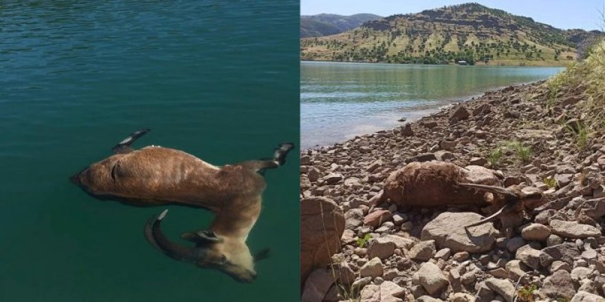 Pembelik Barajı dağ keçilerini yutmaya devam ediyor