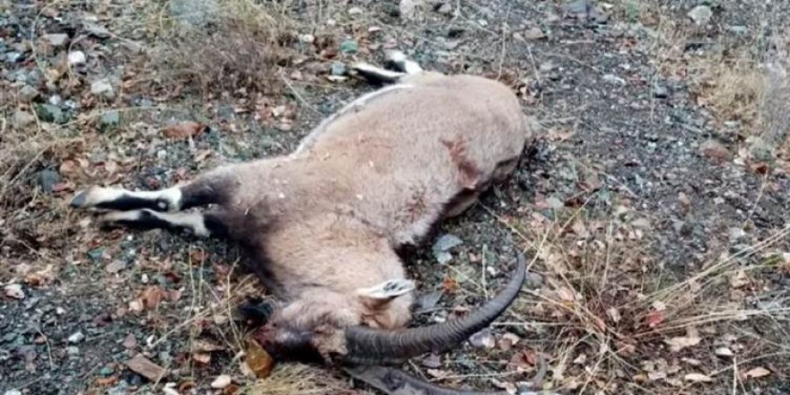 Dersim-Dağ keçisi vuran avcılar yakalandı