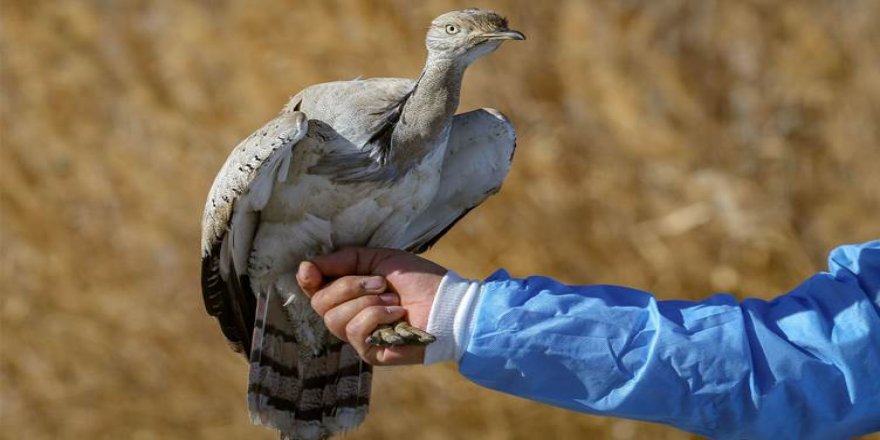Bitlis’te iki kez görülen yaralı toy kuşu tedaviye alındı