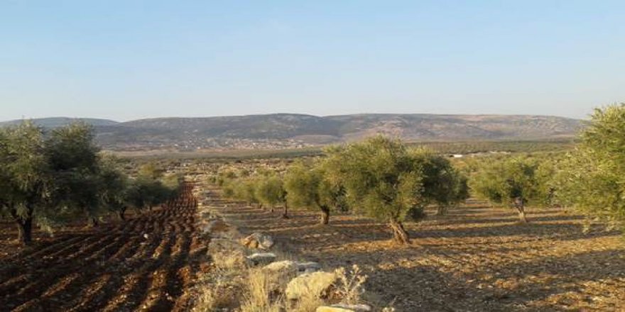 Efrin’de silahlı gruplar bir köylünün 150 zeytin ağacını kesti