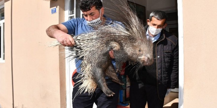 Şırnak'ta oklu kirpi bulundu