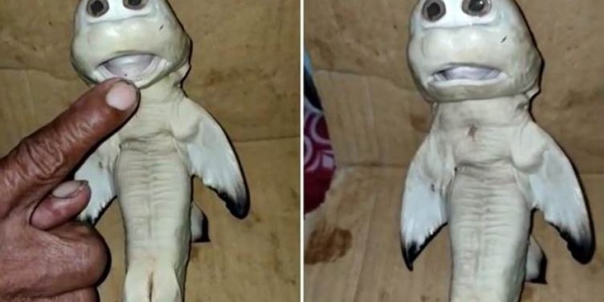 İnsan yüzlü yavru köpek balığı bulundu