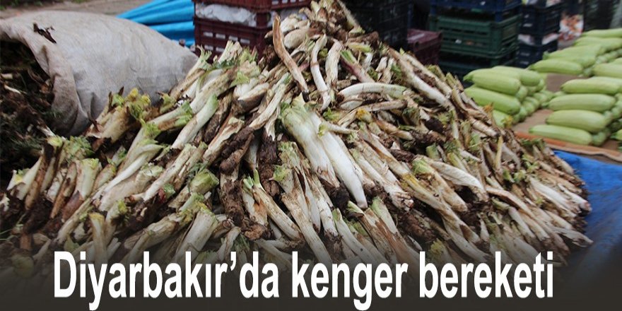 VİDEO - Diyarbakır’da kenger bereketi