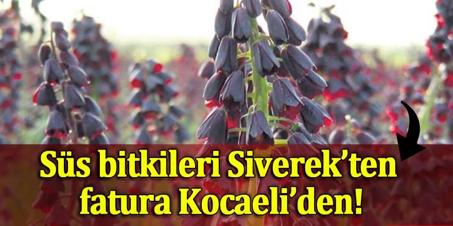 Süs bitkileri Siverek’ten fatura Kocaeli’den!