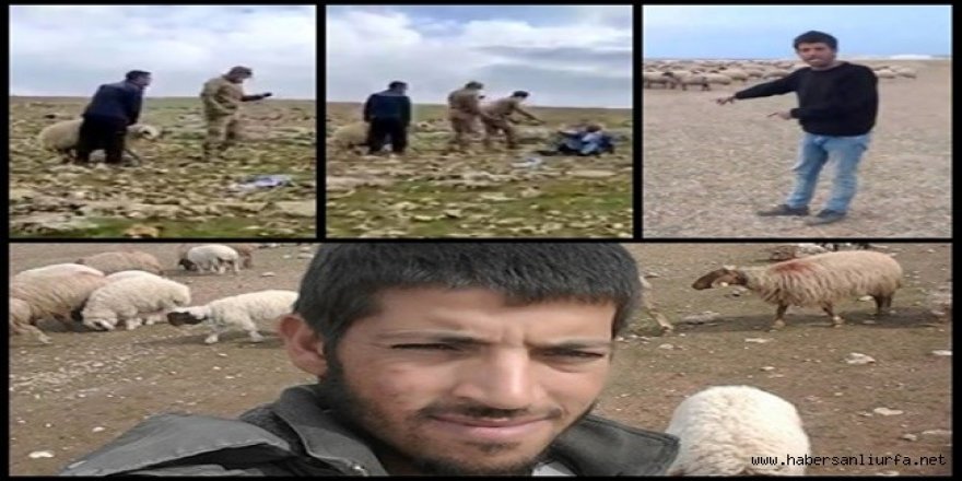 Ceylanpınar'da 82 koyun gözaltında!