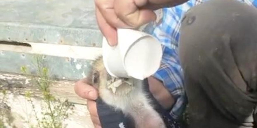 Diyarbakırlı çiftçi domuz yavrularını sütle besledi