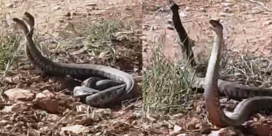 Urfa'da dünyanın en zehirli yılanları görüldü: 10 dakikada öldürüyor