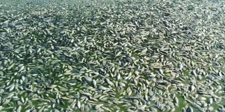 Mardin’de gölette binlerce balık telef oldu