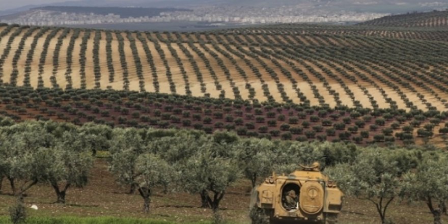 Türkiye'ye bağlı silahlı gruplar Efrin’de 15 bin zeytin ağacına el koydu