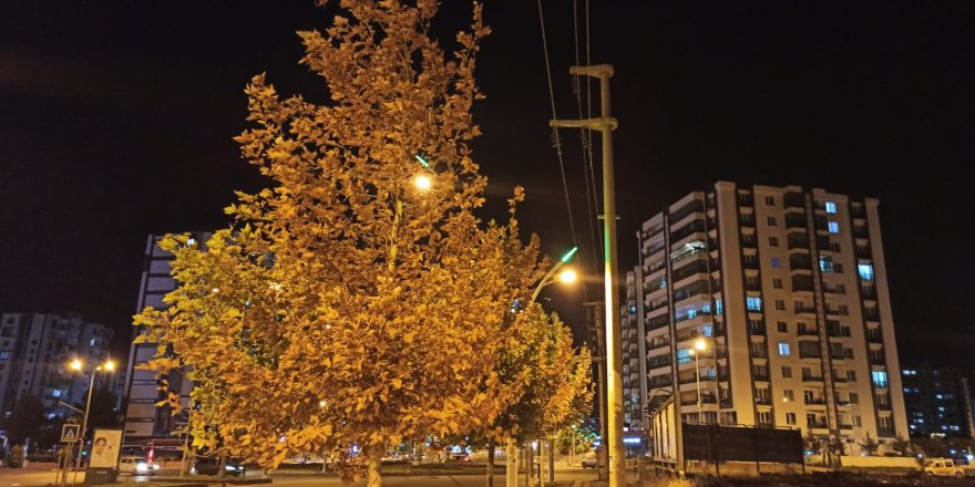 Diyarbakır’da ağaçlar kuruyor, Büyükşehir izliyor