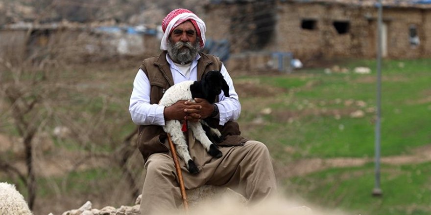 NewScientist: Zagros sakinleri 10.000 yıl önce keçileri evcilleştirdi