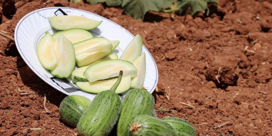 Viranşehir’in ‘şelengo’su tescillenerek koruma altına alındı