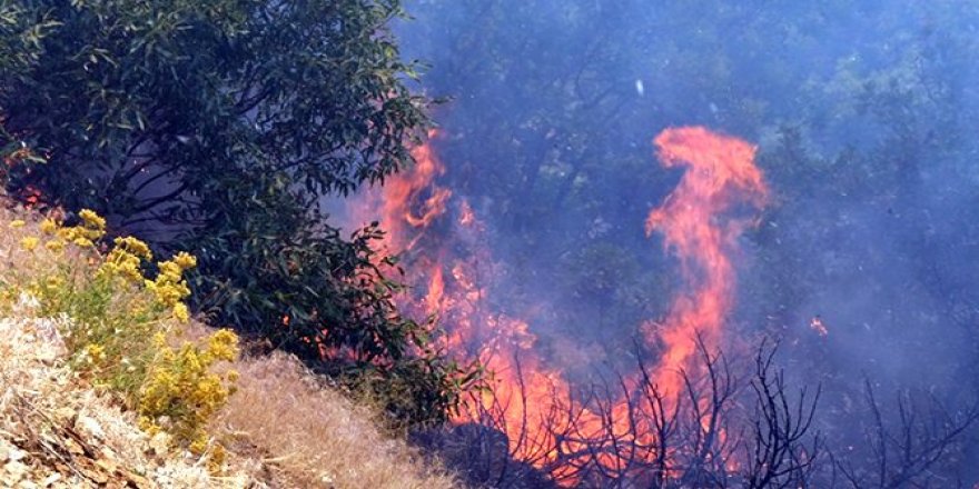 Bingöl’deki orman yangınları neden söndürülemiyor?