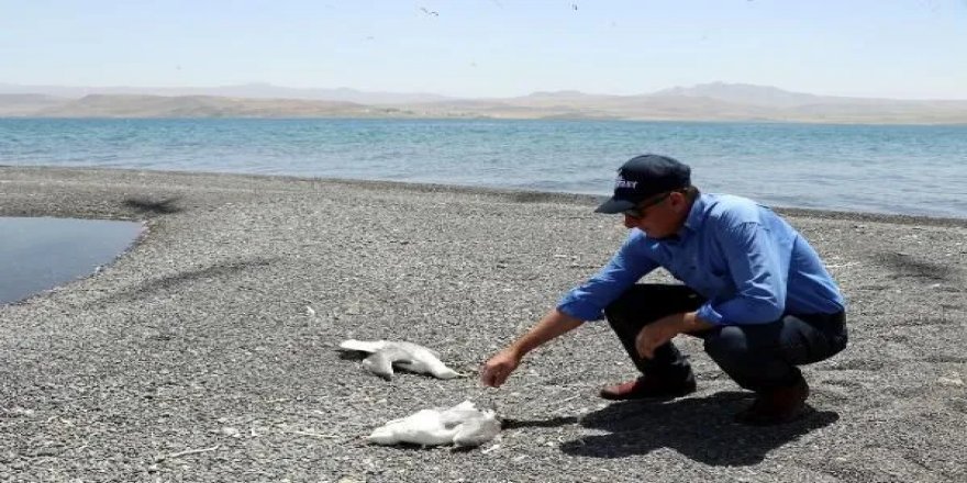 Van Gölü'nde toplu martı ölümleri: Açlığa bağlı stres