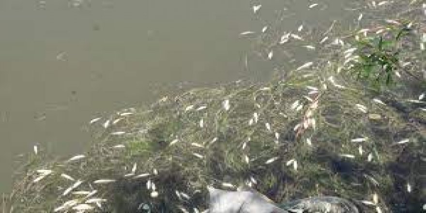 Diyarbakır Devegeçidi barajında toplu balık ölümleri