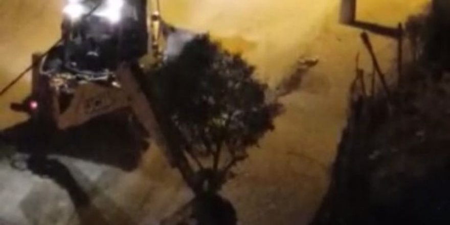 Mardin-Kayyım, gece karanlığında ağaç katliamı yaptı