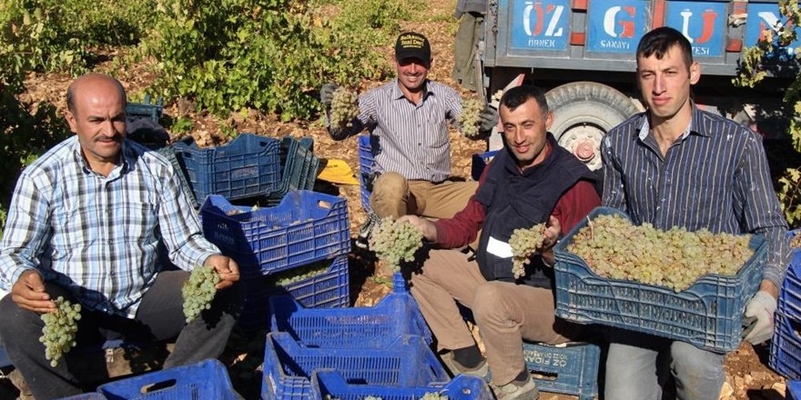 Mardin’de üzüm hasadı başladı...