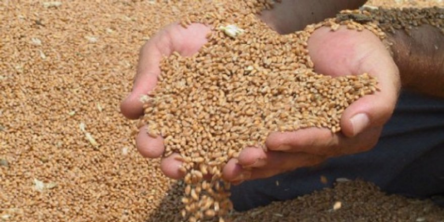 Rojava’da buğday tohumu sıkıntısı nedeniyle tarlalarının sadece yüzde 30’u ekilmiş durumda
