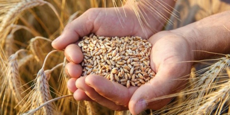 Türkiye'de gıda krizi kapıda: Rusya, Meksika ve Kanada’dan dolarla buğday alınıyor