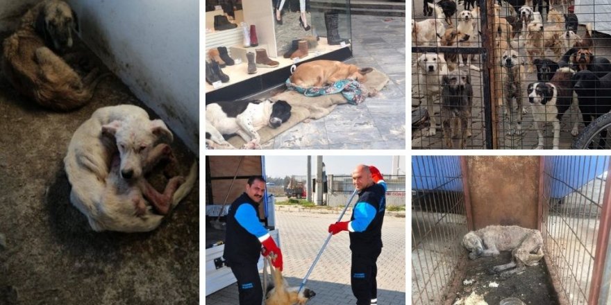 Erdoğan hedef gösterdi: Sokak hayvanları toplatılıyor