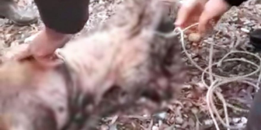 Dersim'de kaçak avcılar, koruma altındaki dağ keçisini vurdu