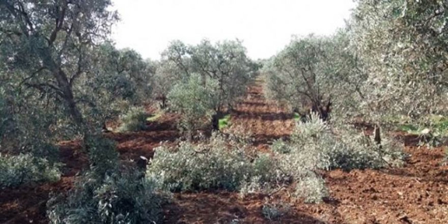 Hamza Tugayı Efrin’de 300 zeytin ağacını kesti
